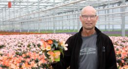 Grote orders bloeiende potplanten vereisen flexibiliteit in de teelt