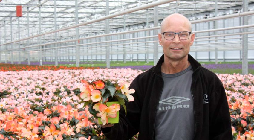 Grote orders bloeiende potplanten vereisen flexibiliteit in de teelt Grote orders bloeiende potplanten vereisen flexibiliteit in de teelt