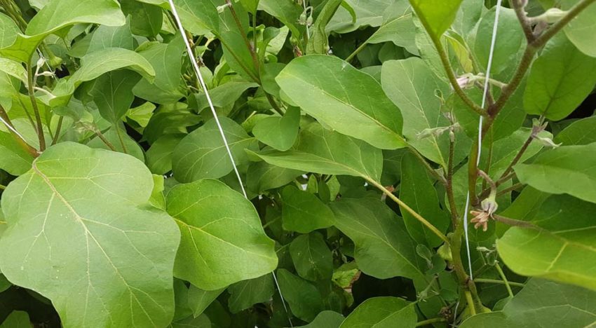 ‘Kunst van blad snijden is op het juiste moment je winst te pakken’ ‘Kunst van blad snijden is op het juiste moment je winst te pakken’