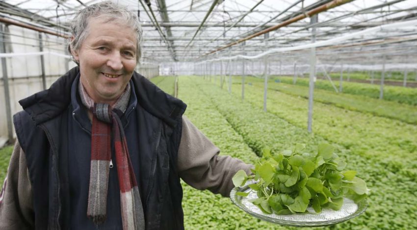 ‘Postelein neemt flink toe in populariteit’
