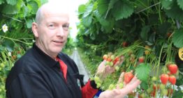 Marcel Dings: ‘Zware planten vallen nu van hun voetstuk’