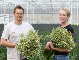 Eijco Flowers teelt exclusieve agapanthus voor het hogere segment