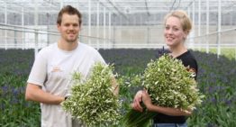 Eijco Flowers teelt exclusieve agapanthus voor het hogere segment