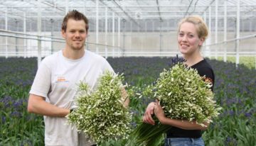 Eijco Flowers teelt exclusieve agapanthus voor het hogere segment