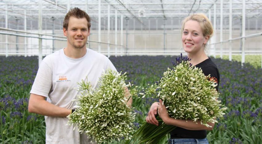 Eijco Flowers teelt exclusieve agapanthus voor het hogere segment