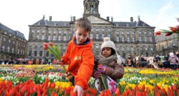 Tulpen Promotie Nederland dendert door