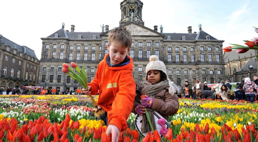 Tulpen Promotie Nederland dendert door Tulpen Promotie Nederland dendert door