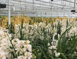 ‘Bestrijd biologisch in cymbidium, maar houd maximale schadedrempel aan’
