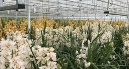 ‘Bestrijd biologisch in cymbidium, maar houd maximale schadedrempel aan’