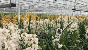 ‘Bestrijd biologisch in cymbidium, maar houd maximale schadedrempel aan’