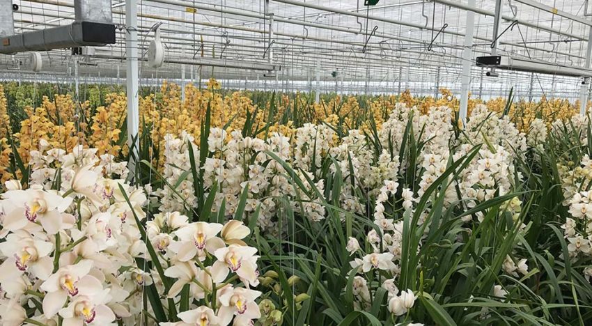 ‘Bestrijd biologisch in cymbidium, maar houd maximale schadedrempel aan’ ‘Bestrijd biologisch in cymbidium, maar houd maximale schadedrempel aan’