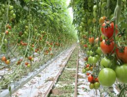 Tomaten telen na langste dag vereist generatief bijsturen