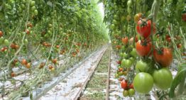 Tomaten telen na langste dag vereist generatief bijsturen