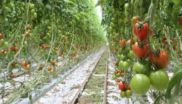 Tomaten telen na langste dag vereist generatief bijsturen