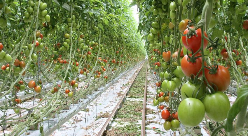 Tomaten telen na langste dag vereist generatief bijsturen Tomaten telen na langste dag vereist generatief bijsturen