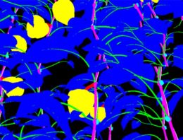 Beeldherkenning planten binnen glastuinbouw mogelijk door Deep Learning