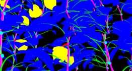 Beeldherkenning planten binnen glastuinbouw mogelijk door Deep Learning