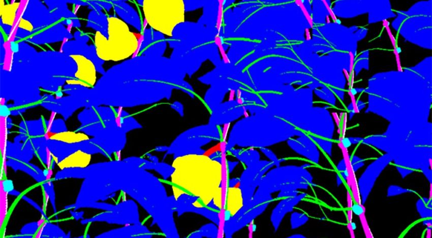 Beeldherkenning planten binnen glastuinbouw mogelijk door Deep Learning