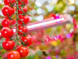 Philips Lighting bouwt grootste LED-verlichtingsinstallatie in de tuinbouw