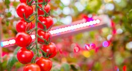 Philips Lighting bouwt grootste LED-verlichtingsinstallatie in de tuinbouw
