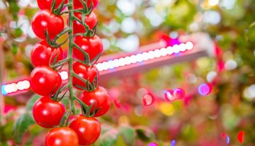 Philips Lighting bouwt grootste LED-verlichtingsinstallatie in de tuinbouw