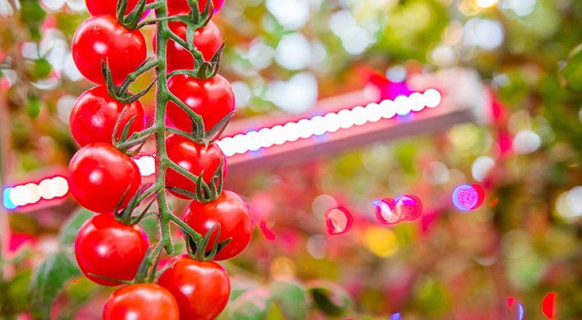 Philips Lighting bouwt grootste LED-verlichtingsinstallatie in de tuinbouw