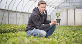 Ondernemer kweekt thee in Noord-Brabantse kas