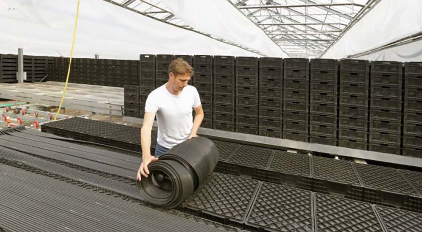 Tulpenbroeien kan redelijk eenvoudig energieneutraal worden