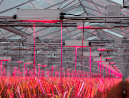 Glastuinbouw realiseert flinke energiebesparing