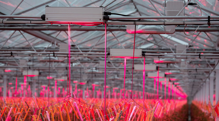 Glastuinbouw realiseert flinke energiebesparing