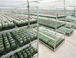 Dümmen Orange stapt in phalaenopsis met overname SOGO Orchids