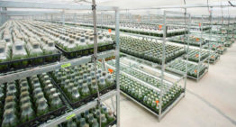 Dümmen Orange stapt in phalaenopsis met overname SOGO Orchids