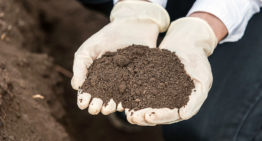 Nieuwe bodemverbeteraars voor biologische teelt toegelaten