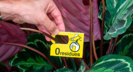 Nieuwe sluipwesp voor rupsbestrijding