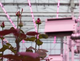 ‘Verlenging rozenproef moet meer informatie aan het licht brengen’