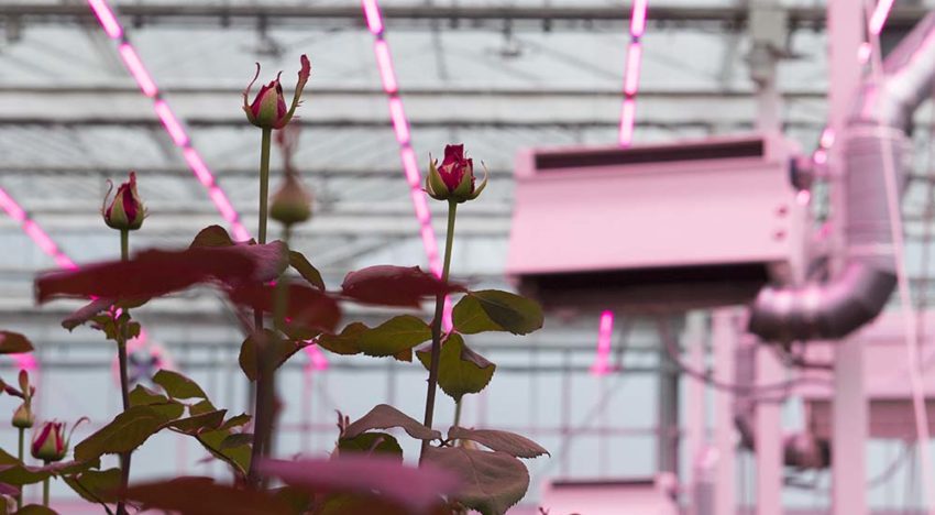 ‘Verlenging rozenproef moet meer informatie aan het licht brengen’
