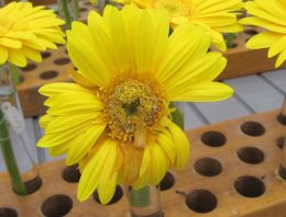Meer zicht op botrytisresistentie gerbera