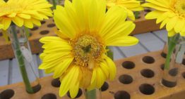 Meer zicht op botrytisresistentie gerbera