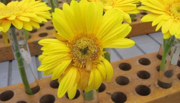 Meer zicht op botrytisresistentie gerbera