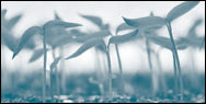 Leveranciers zaden en jonge planten