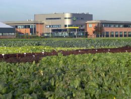 Met bodemenergie verduurzaamt Rijk Zwaan groenteveredeling in Fijnaart