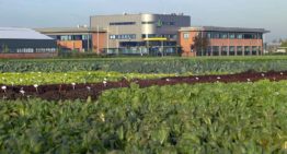 Met bodemenergie verduurzaamt Rijk Zwaan groenteveredeling in Fijnaart