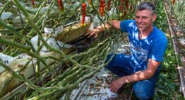 ‘Preciezer sturen van EC en watergift met nieuwe mat’
