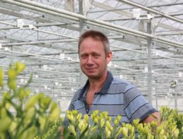 Hybride-belichting laat alstroemeria beter presteren