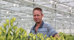 Hybride-belichting laat alstroemeria beter presteren