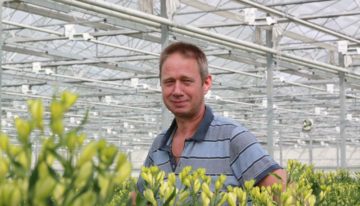 Hybride-belichting laat alstroemeria beter presteren