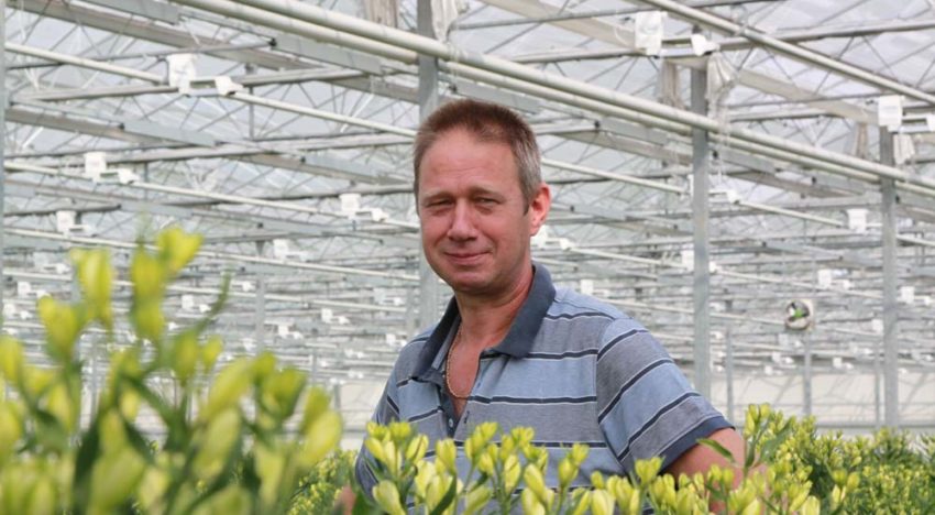 Hybride-belichting laat alstroemeria beter presteren