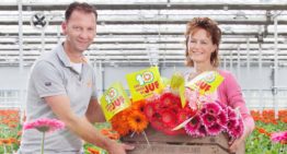 ‘Wat roos is voor Valentijn, kan gerbera zijn voor dag van leerkracht’