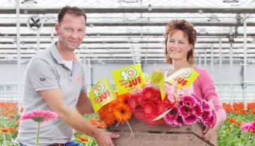‘Wat roos is voor Valentijn, kan gerbera zijn voor dag van leerkracht’