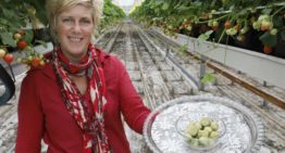 ‘Groene aardbei heeft culinaire mogelijkheden’
